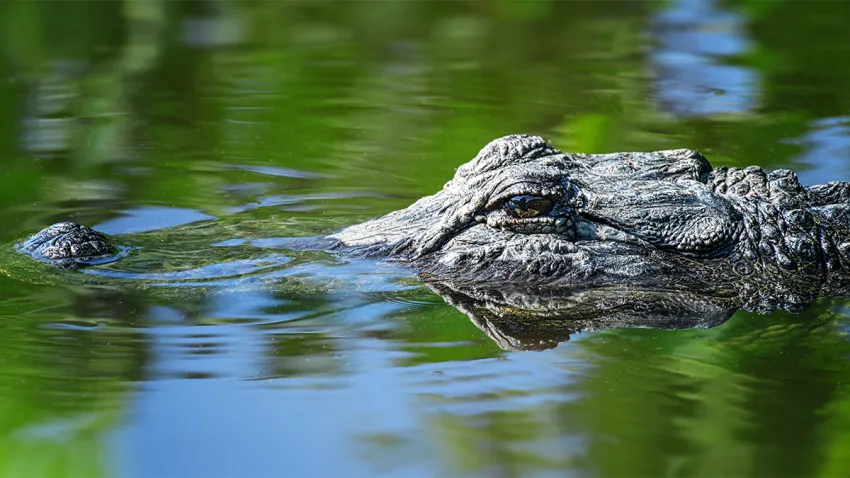 Escaping the City for Miami’s Everglades Adventure: Where Alligators Rule